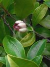 Magnolia figo