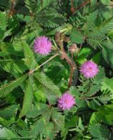 Mimosa pudica