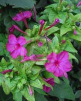 Mirabilis jalapa