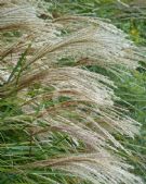 Miscanthus sinensis Gracillimus