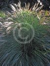 Miscanthus sinensis Gracillimus