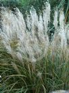 Miscanthus sinensis Gracillimus