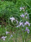 Moraea polystachya