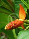 Musa coccinea