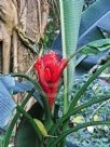 Musa coccinea