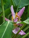 Musa ornata