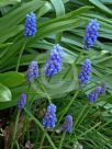 Muscari armeniacum