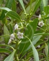 Myoporum acuminatum