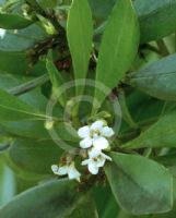 Myoporum boninense australe