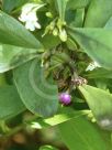 Myoporum boninense australe