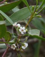 Myoporum insulare