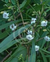 Myoporum montanum