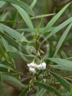 Myoporum montanum