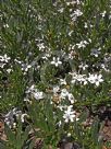 Myoporum parvifolium