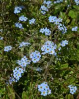 Myosotis scorpioides