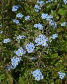 Myosotis scorpioides