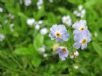 Myosotis scorpioides