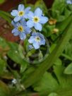 Myosotis sylvatica