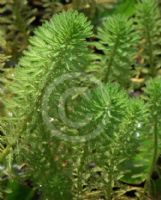 Myriophyllum aquaticum