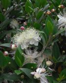 Myrtus communis