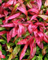 Nandina domestica Pygmaea