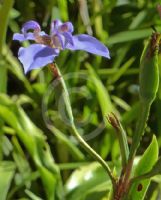 Neomarica caerulea