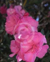 Nerium oleander Splendens