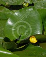 Nuphar lutea