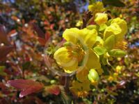 Ochna serrulata