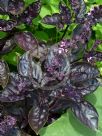 Ocimum basilicum Dark Opal