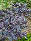 Ocimum basilicum Dark Opal