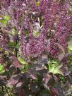 Ocimum tenuiflorum