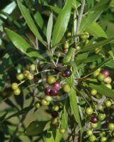 Olea europaea cuspidata