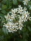 Olearia argophylla