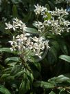 Olearia argophylla