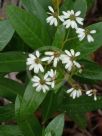 Olearia elliptica