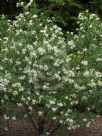 Olearia elliptica