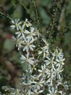 Olearia microphylla