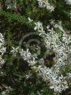 Olearia microphylla