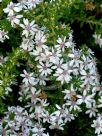 Olearia ramulosa