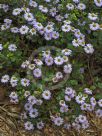 Olearia tomentosa