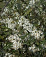 Olearia viscidula