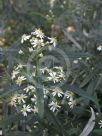 Olearia viscidula