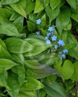Omphalodes cappadocica Cherry Ingram