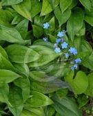 Omphalodes cappadocica Cherry Ingram