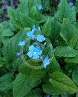 Omphalodes verna