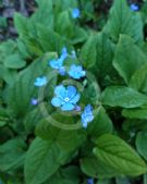 Omphalodes verna