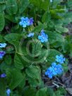 Omphalodes verna