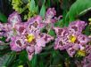 Oncidium