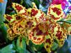 Oncidium